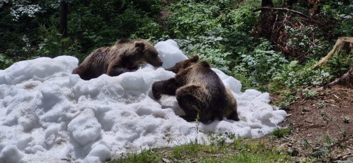 Stezka korunami stromů Krkonoše. Foto: © Stezka korunami stromů Krkonoše