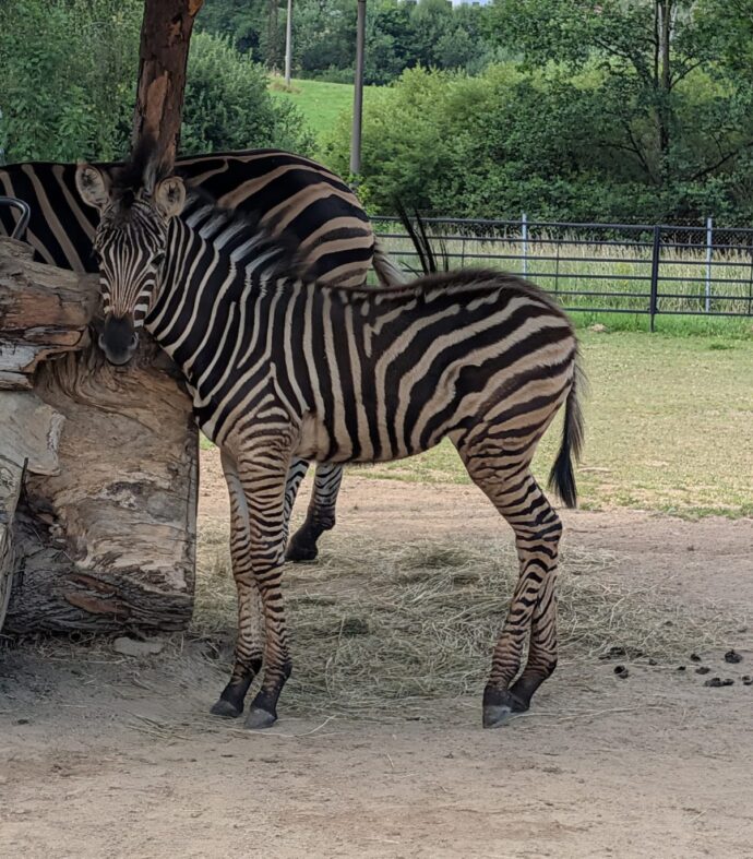Foto: © Zoo Dvorec