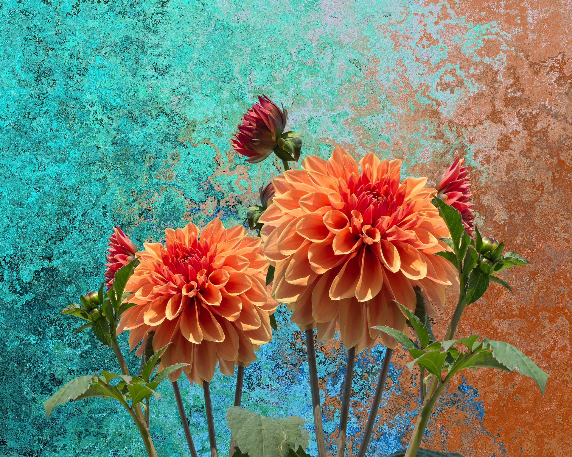 Jiřinkové slavnosti. Foto: © Dahlias, Pixabay