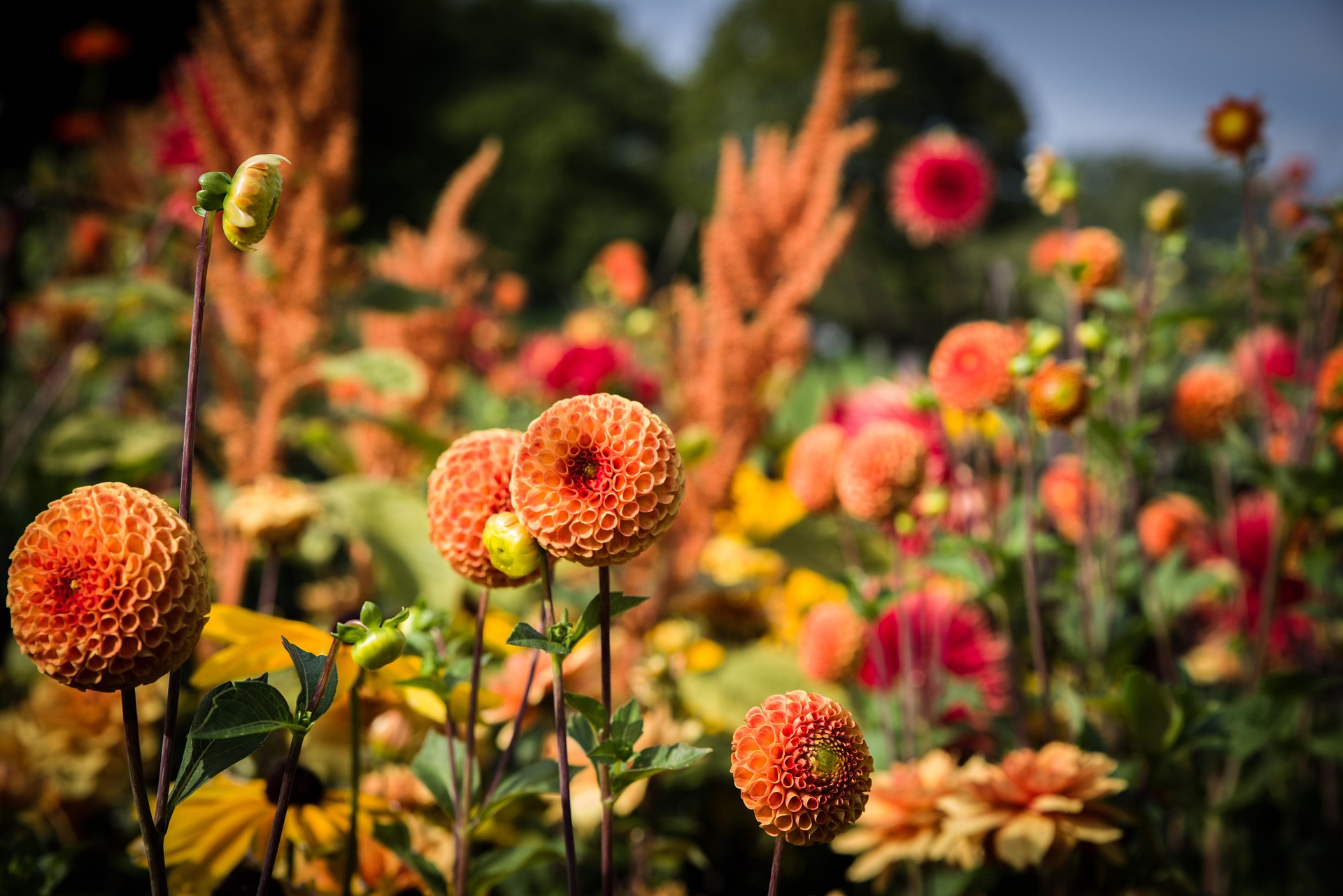 Zahrada Čech Foto: © Emkanicepic Dahlias, Pixabay