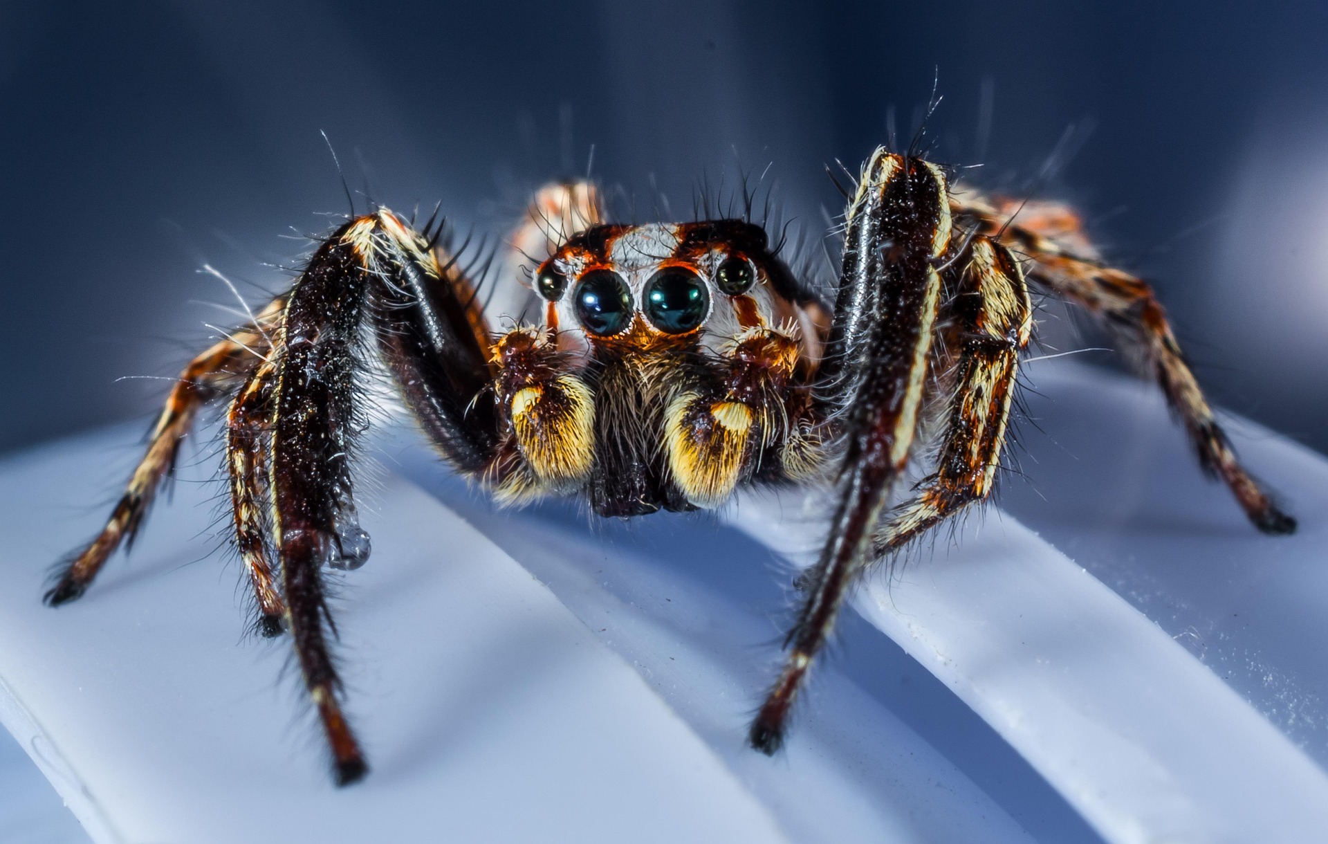 Zooškola - Zbavte se fobií. Foto: © Josch13, Pixabay