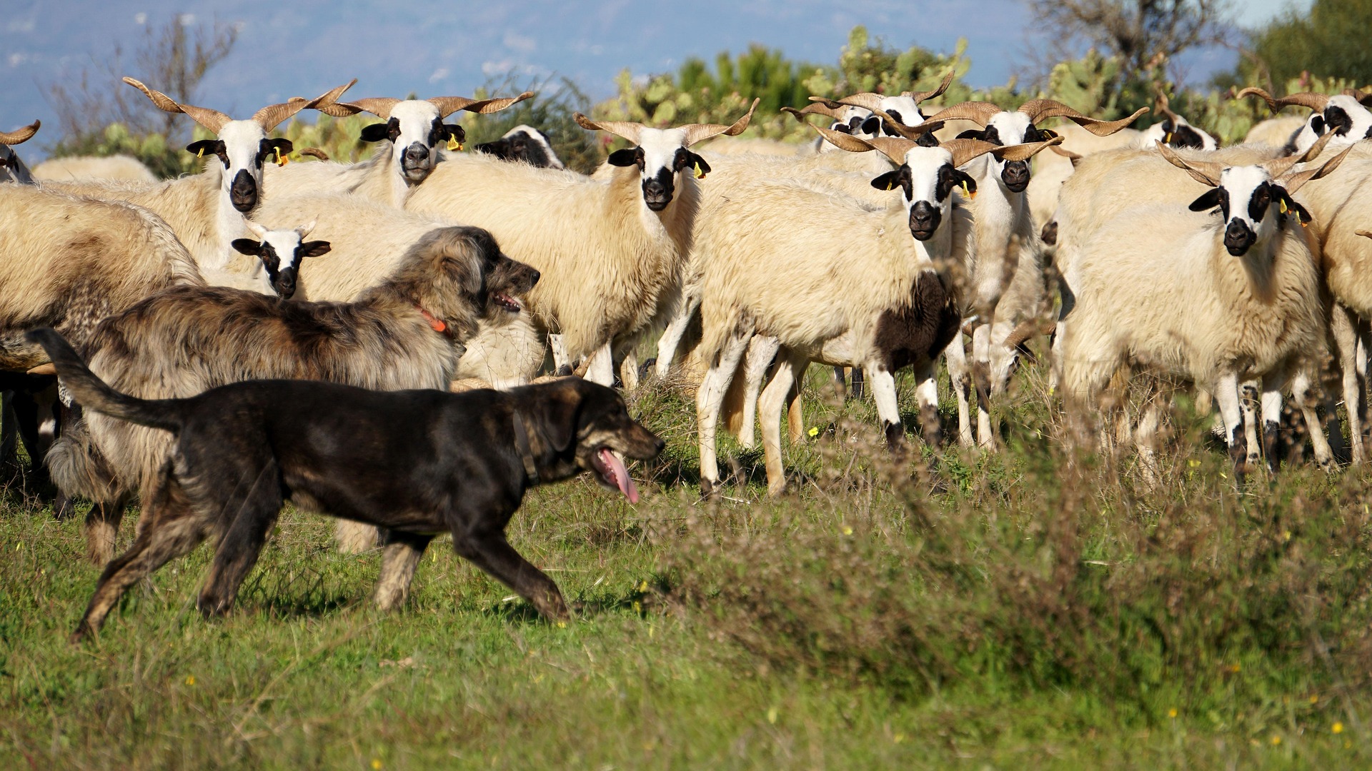 Výstava Pes: odvěký pomocník stád. Foto: © Sushuti, Pixabay